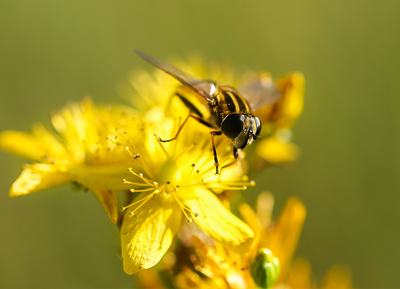 Saint John’s Wort & Depression