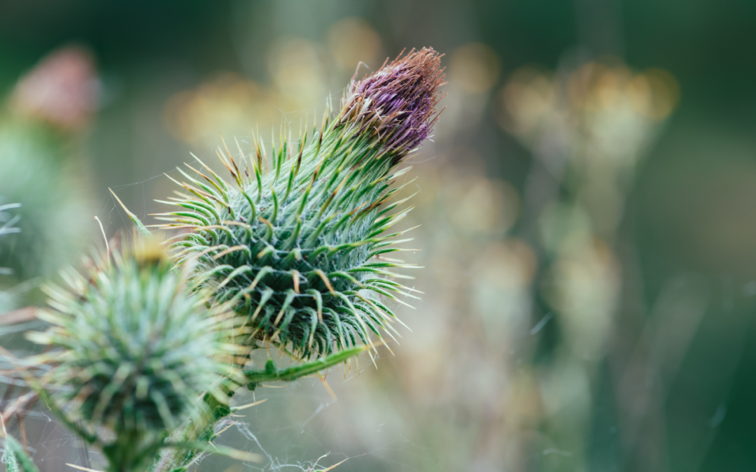 Milk Thistle, For Detoxification